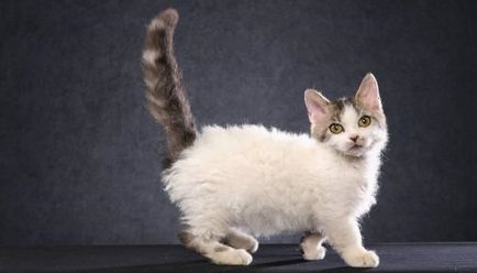 A legkisebb fajta macskák (top 10) (cat) A legkisebb fajta macskák (top 10)