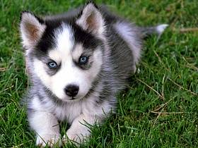 Szibériai husky - fénykép és a fajta leírását, árképzés és a választék a kiskutya, az élelmiszer és a gondoskodás, különösen az (Husky) Szibériai husky - fénykép és a fajta leírását, árképzés és a választék a kiskutya, az élelmiszer és a gondozás, különösen