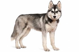 Szibériai husky - fénykép és a fajta leírását, árképzés és a választék a kiskutya, az élelmiszer és a gondoskodás, különösen az (Husky) Szibériai husky - fénykép és a fajta leírását, árképzés és a választék a kiskutya, az élelmiszer és a gondozás, különösen