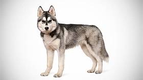 Szibériai husky - fotó és leírás a fajta, az ár és a választott kölyök, étel és gondozás, különösen (kölyök) Szibériai husky - fénykép és a fajta leírását, árképzés és a választék a kiskutya, az élelmiszer és a gondozás, különösen