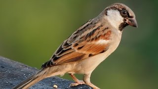 Cinke repült be az ablakon, a ház jele