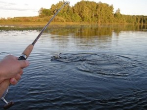 Tackle halászó harcsa a parttól a kezüket - Fotó, videó