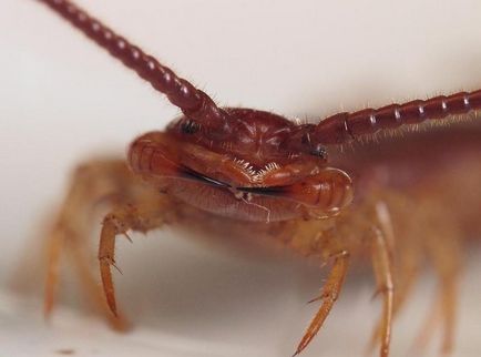 Százlábú a lakásban Hogyan lehet megszabadulni a házban, a ház százlábú, fekete rovarok százlábú