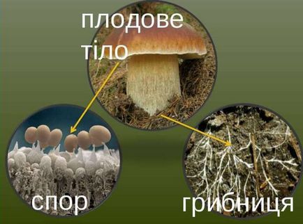 Gombaspórák, mint olyan formában, hogy a micélium, hogyan lehet a mag, amely csoport, candida