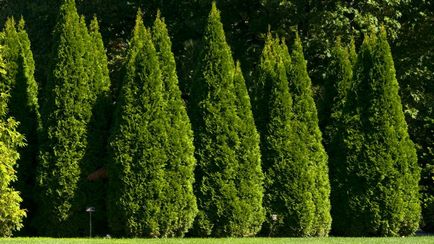 Thuja ültetés és gondozás a nyílt terepen