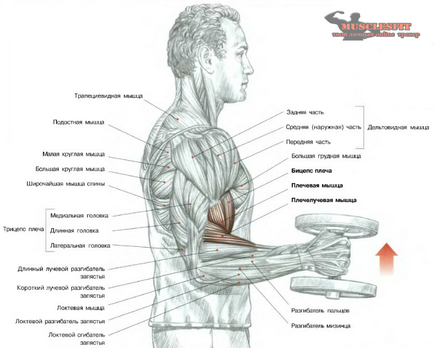 Gyakorlat bicepsz kalapács, musclesfit (testmozgás bicepsz kalapács) Gyakorlat bicepsz kalapács, musclesfit