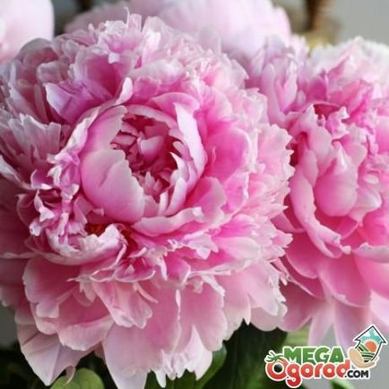 Care bazsarózsa (időjárástól függően) Care peonies