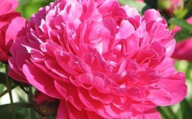 Care bazsarózsa (Eurázsia Észak-Amerika) Care peonies