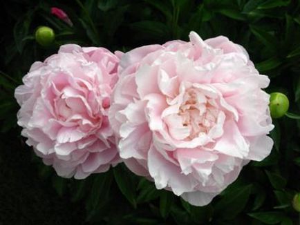 Care bazsarózsa (bazsarózsa) Care peonies