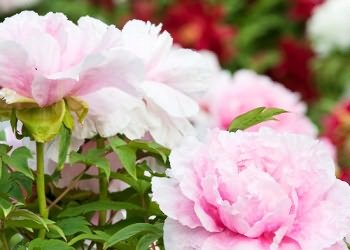 Care bazsarózsa (időjárástól függően) Care peonies