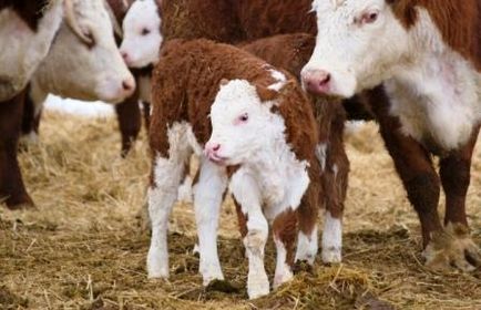 A növekvő borjak otthon, mint egy üzleti (növekvő) A növekvő borjak otthon, mint egy üzleti