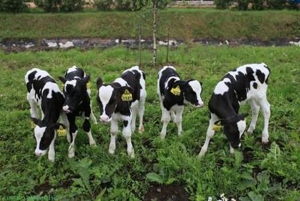 A növekvő borjak otthon, mint egy üzleti (borjak) A növekvő borjak otthon, mint egy üzleti