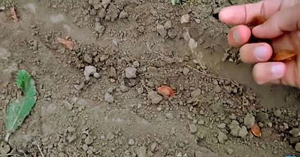 Grow sárgabarack gödrök otthonról (feltételek) Grow sárgabarack gödrök otthonról