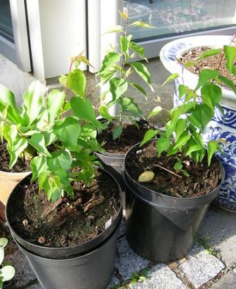 Grow sárgabarack gödrök otthonról (csont) Grow sárgabarack gödrök otthonról