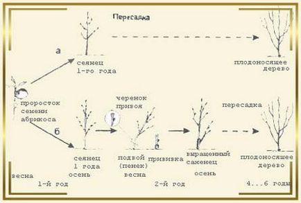 Grow sárgabarack gödrök otthonról (csont) Grow sárgabarack gödrök otthonról