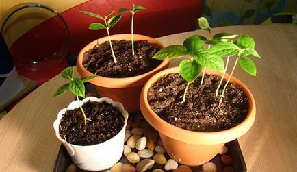Grow sárgabarack gödrök származó otthon (nő) Grow sárgabarack gödrök otthonról