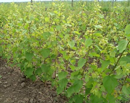 Grow sárgabarack gödrök otthonról (sárgabarack) Grow sárgabarack gödrök otthonról