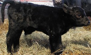 A legfontosabb a tenyésztési tehén Aberdeen-Angus (dolog) A legfontosabb a tenyésztési tehén Aberdeen-Angus