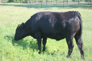 A legfontosabb a tenyésztési tehén Aberdeen-Angus (szarvasmarha) A legfontosabb a tenyésztési tehén Aberdeen-Angus