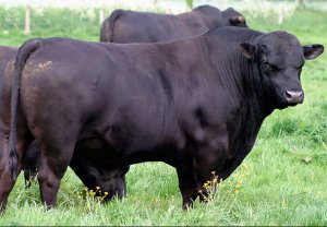 A legfontosabb a tenyésztési tehén Aberdeen-Angus (tehén) A legfontosabb a tenyésztési tehén Aberdeen-Angus