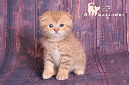 WSC Scottish fold kiscicák