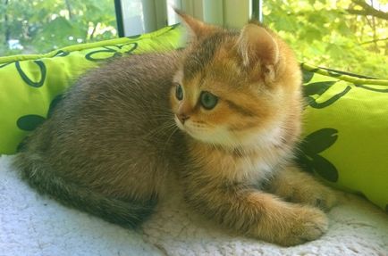 WSC Scottish fold kiscicák