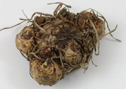 10. A leggyakrabban feltett kérdések a gumós Cullen (ültetés, gondozás, tárolás) (gondozás) 10. A leggyakrabban feltett kérdések a gumós Cullen (ültetés, gondozás, tárolás)