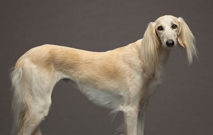 10 legcsendesebb kutyafajták képekkel - egy kutya a házban