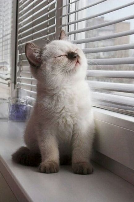 20 képek a macskák, akik szeretik a napot, mint bármi más
