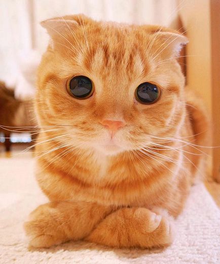 20. A legszebb macska a világon