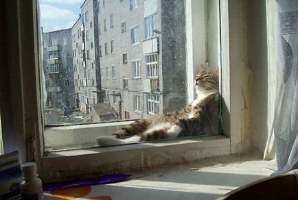 25. A bizonyíték, hogy a macska több mint bármi szeretik a napot