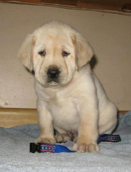 27 fotókat, bizonyítva, hogy Labrador - az ember legjobb barátja