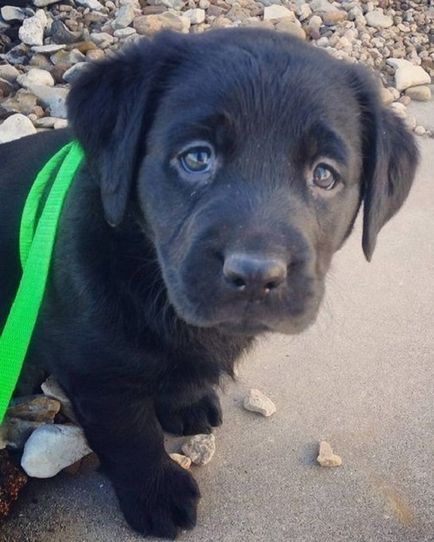 27 fotókat, bizonyítva, hogy Labrador - ember legjobb barátja (férfi) 27 fotókat, bizonyítva, hogy Labrador - az ember legjobb barátja