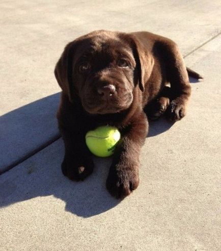 27 fotókat, bizonyítva, hogy Labrador - az ember legjobb barátja