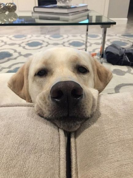 27 fotókat, bizonyítva, hogy Labrador - ember legjobb barátja (férfi) 27 fotókat, bizonyítva, hogy Labrador - az ember legjobb barátja