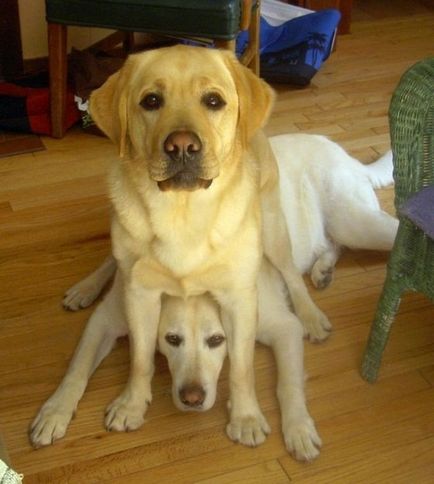 27 fotókat, bizonyítva, hogy Labrador - az ember legjobb barátja