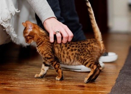 5 Ways, hogy gyengéd macska - macska körül