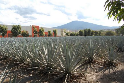 Agave Azul - mexikói növény, amelyből tequila - útikalauz - a világ