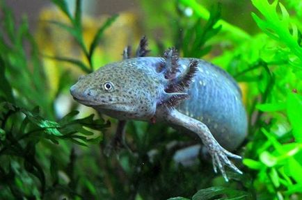 Axolotl fogvatartási körülmények és gondozás, fotó és videó felülvizsgálat