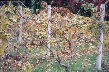 Actinidia - leírása hasznos tulajdonságait; fajták és fotók; termesztés (telepítési és karbantartási) (Actinidia fajták) Actinidia - leírása hasznos tulajdonságait; fajták és fotók; termesztés (telepítési és karbantartási)
