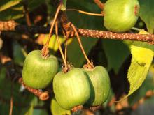 Actinidia - leírása hasznos tulajdonságait; fajták és fotók; termesztés (telepítési és karbantartási)