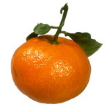 Actinidia - leírása hasznos tulajdonságait; fajták és fotók; termesztés (telepítési és karbantartási) (Actinidia fotó) Actinidia - leírása hasznos tulajdonságait; fajták és fotók; termesztés (telepítési és karbantartási)