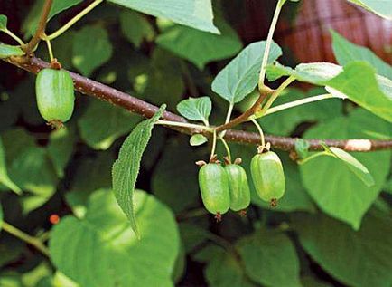 Actinidia ellátás és hasznos tulajdonságokkal