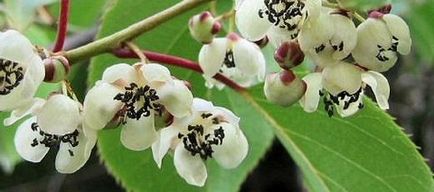 Actinidia ellátás és hasznos tulajdonságait (ellátás) Actinidia ellátás és hasznos tulajdonságokkal