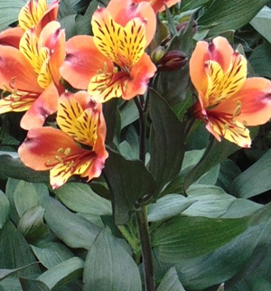 Alstroemeria alstroemeria - leírás, ellátás és a művelési problémák (alstroemeria) Alstroemeria alstroemeria - leírás, gondozás és egyre nagyobb problémát