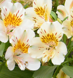 Alstroemeria alstroemeria - leírás, gondozás és egyre nagyobb problémát