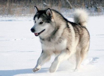 Alaszkai malamut kutya fotó, ár, fajta leírás, karakter, videó