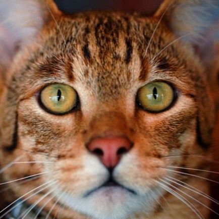 Ashera macska fotók, árak, fajta leírás, képességgel, video - murkote körülbelül macskák és macskák