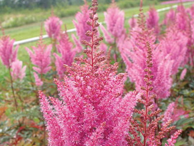 Astilbe és fajok Spiraea japonica, kínai Arends elképzelte