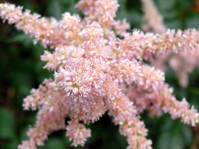 Astilbe és fajok Spiraea japonica, kínai Arends elképzelte